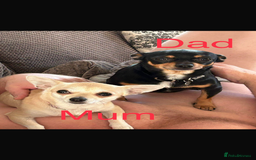 Chihuahua dogs for sale: Chiuahua Puppies - Advert 12