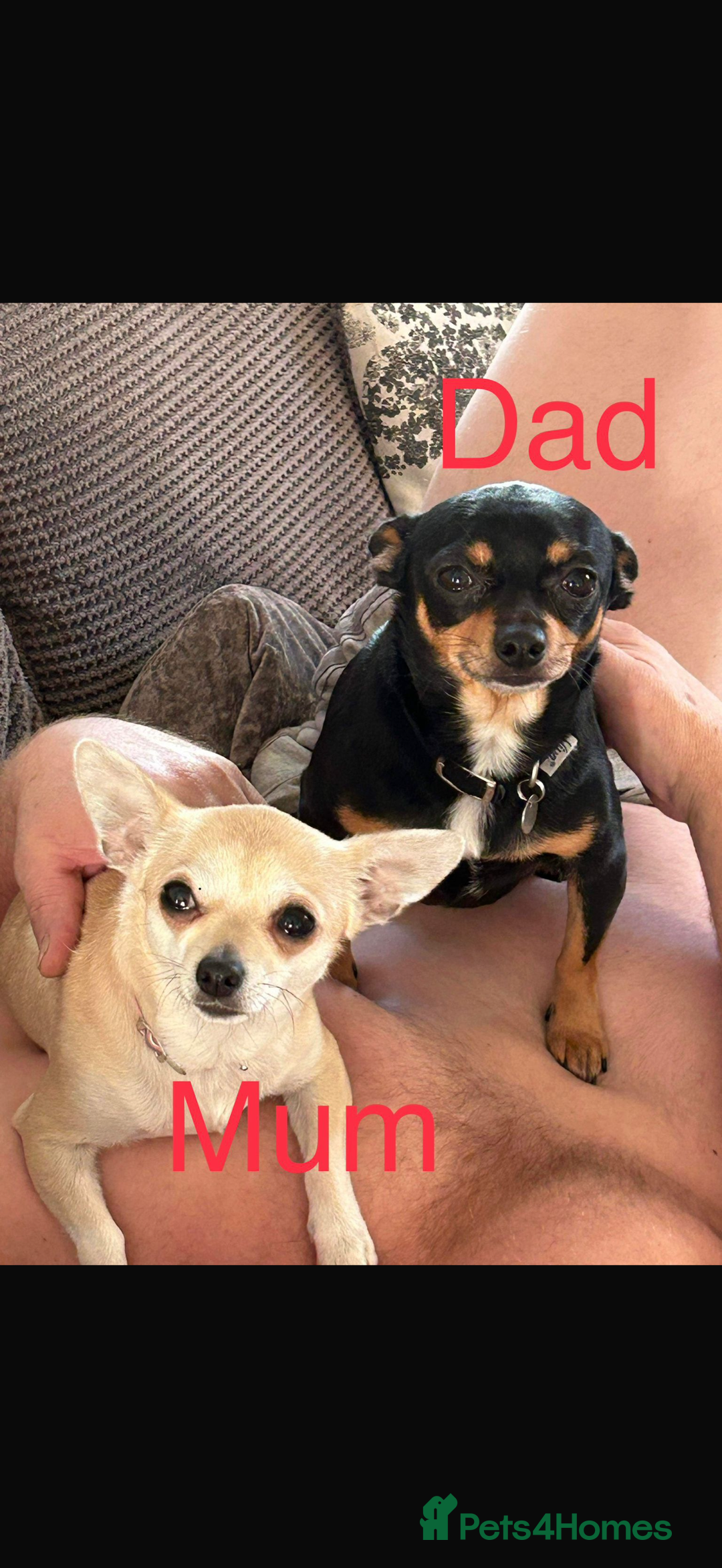 Chihuahua dogs for sale: Chiuahua Puppies - Advert 12