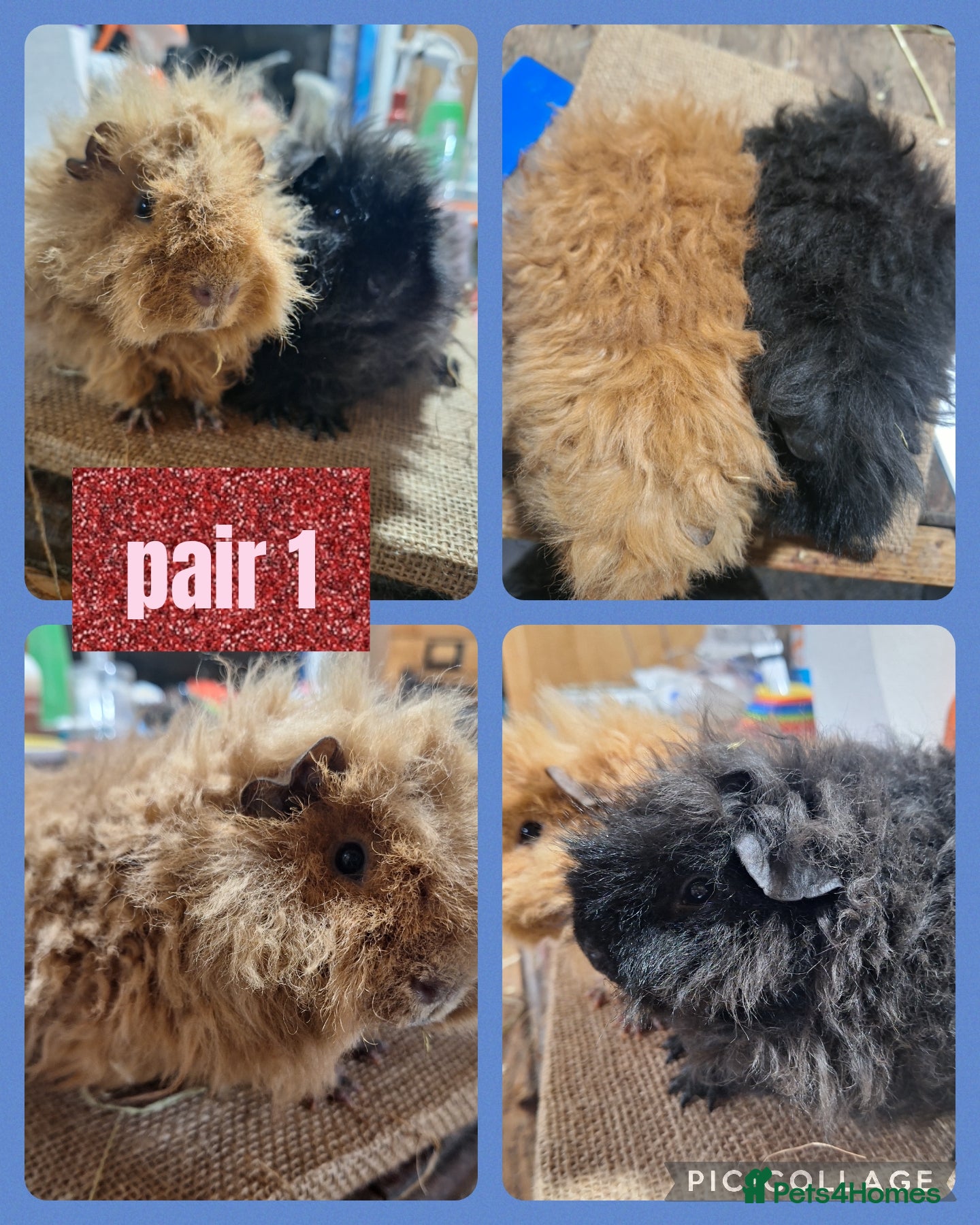 Guinea Pig rodents Guinea pigs for sale. Boys and girls.  - Advert 12