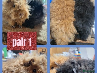 Guinea Pig rodents Guinea pigs for sale. Boys and girls. - Advert 1