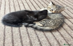 Mixed Breed cats for sale: Lovely kitten - Image 5