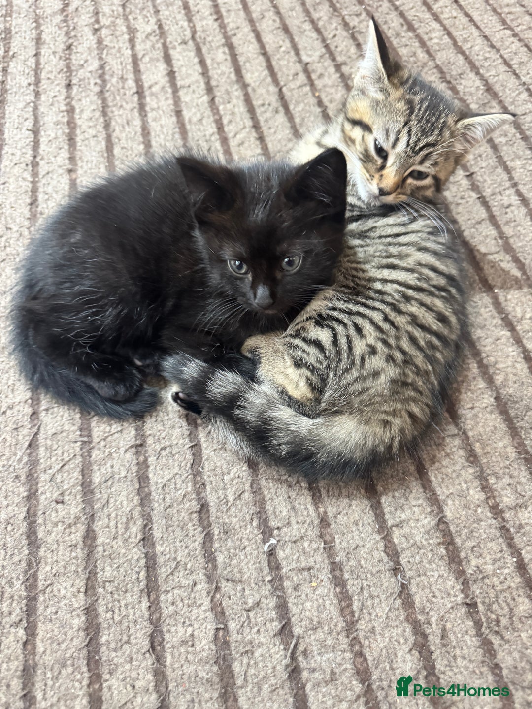 Mixed Breed cats for sale: Lovely kitten - Image 5