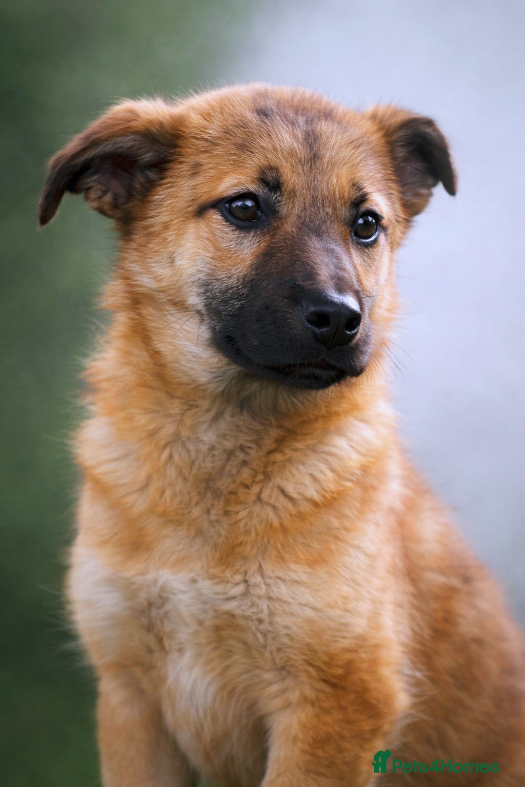 Mixed Breed dogs 💖 Maxie – a gentle girl with the softest heart 💖 - Advert 17