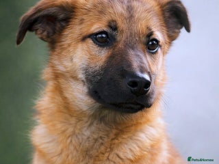 Mixed Breed dogs 💖 Maxie – a gentle girl with the softest heart 💖 - Advert 17