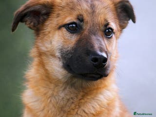 Mixed Breed dogs 💖 Maxie – a gentle girl with the softest heart 💖 - Advert 17