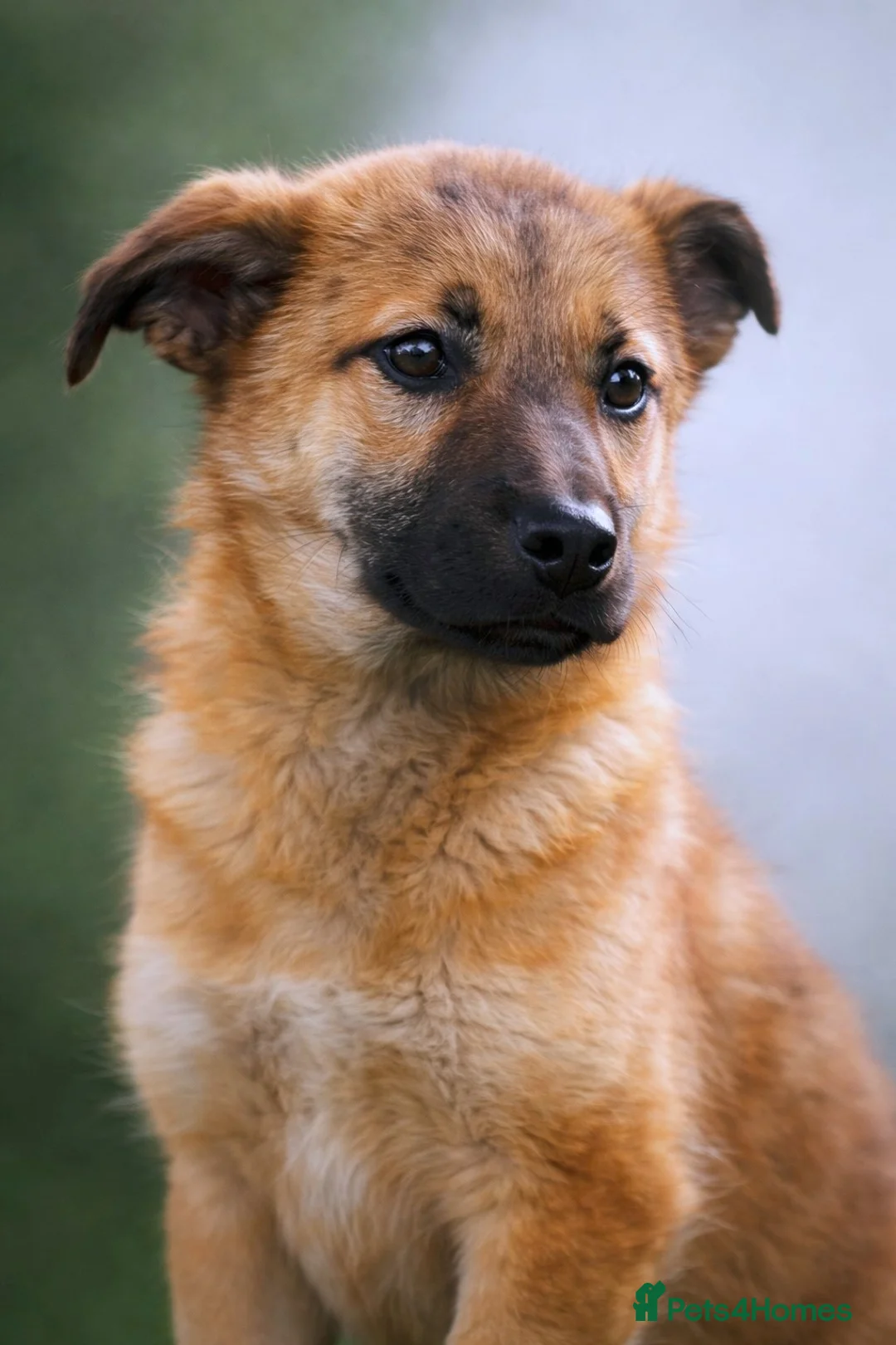 Mixed Breed dogs for adoption: 💖 Maxie – a gentle girl with the softest heart 💖 - Advert 1