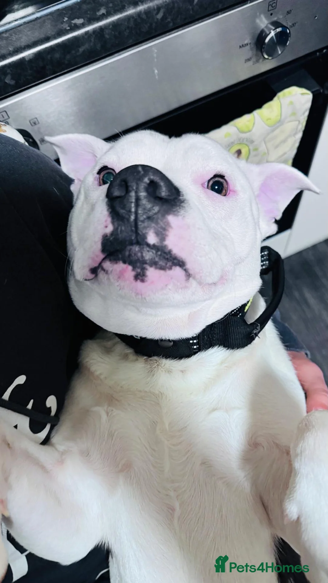 Staffordshire Bull Terrier dogs for stud: Staffordshire bull terrier  - Advert 4