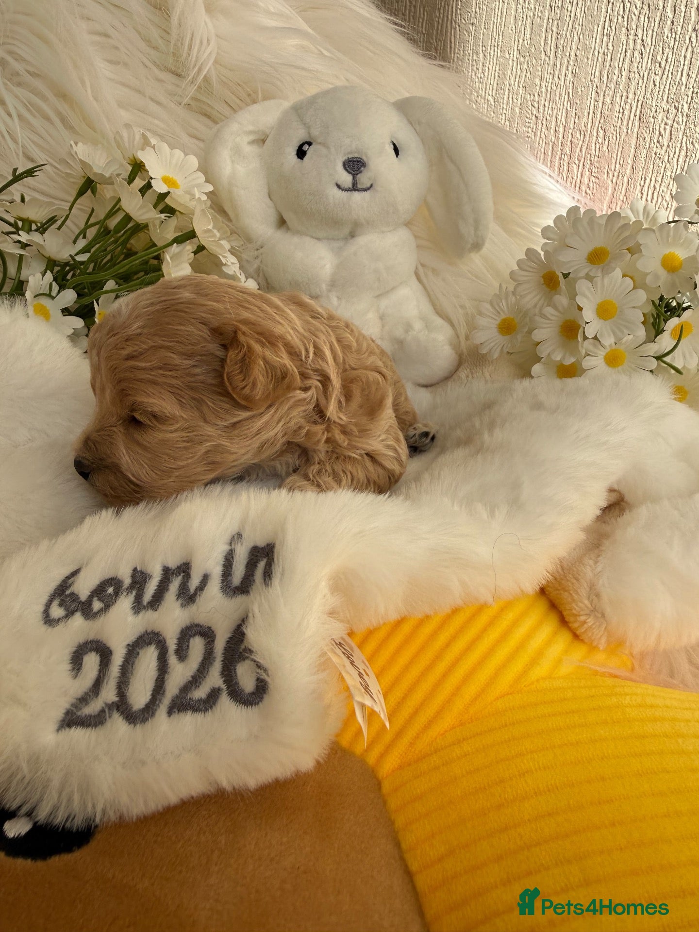 Maltipoo dogs Tiny miracle maltipoo  - Advert 14
