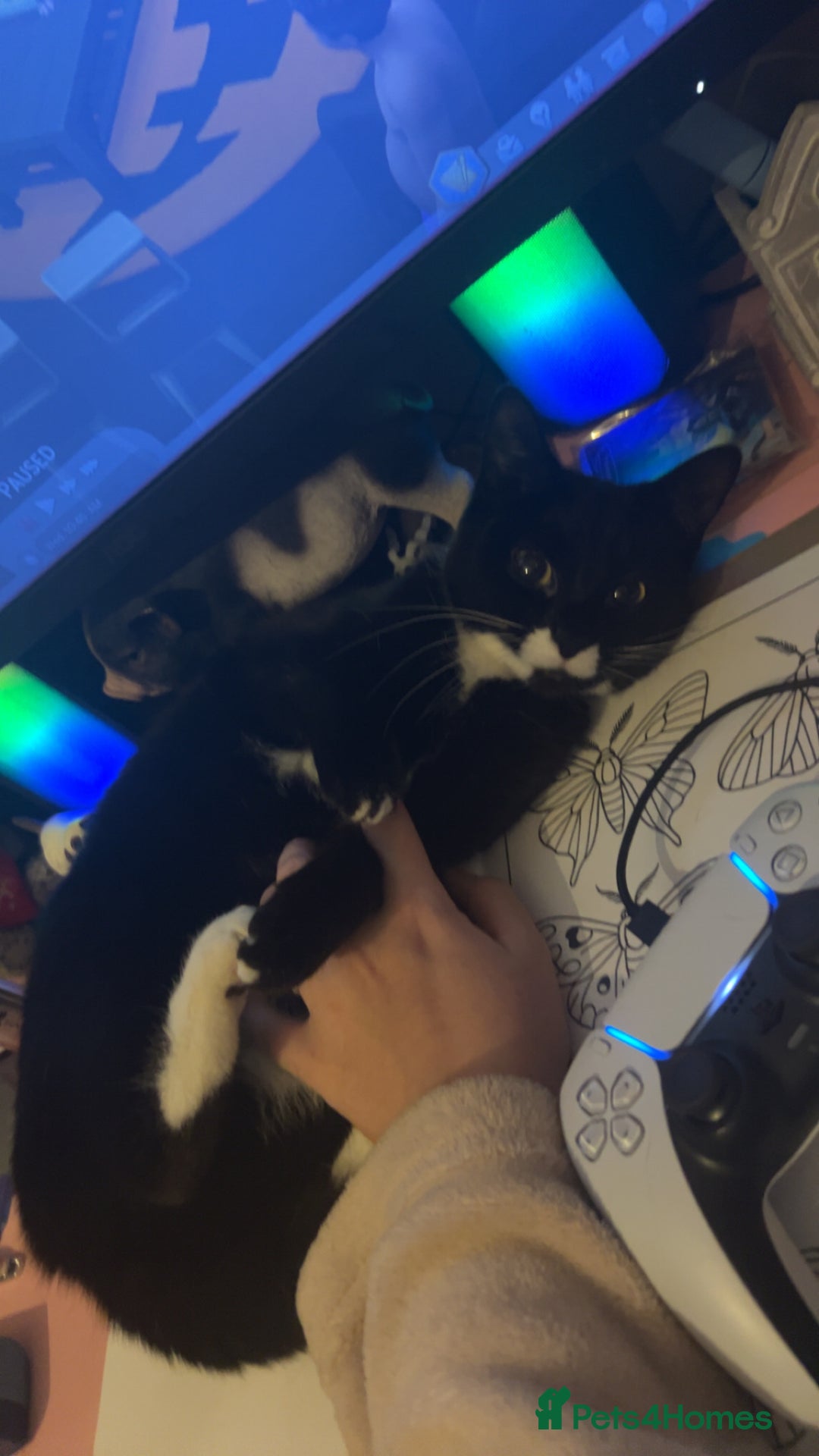 Mixed Breed cats for sale: Female cat  - Advert 4