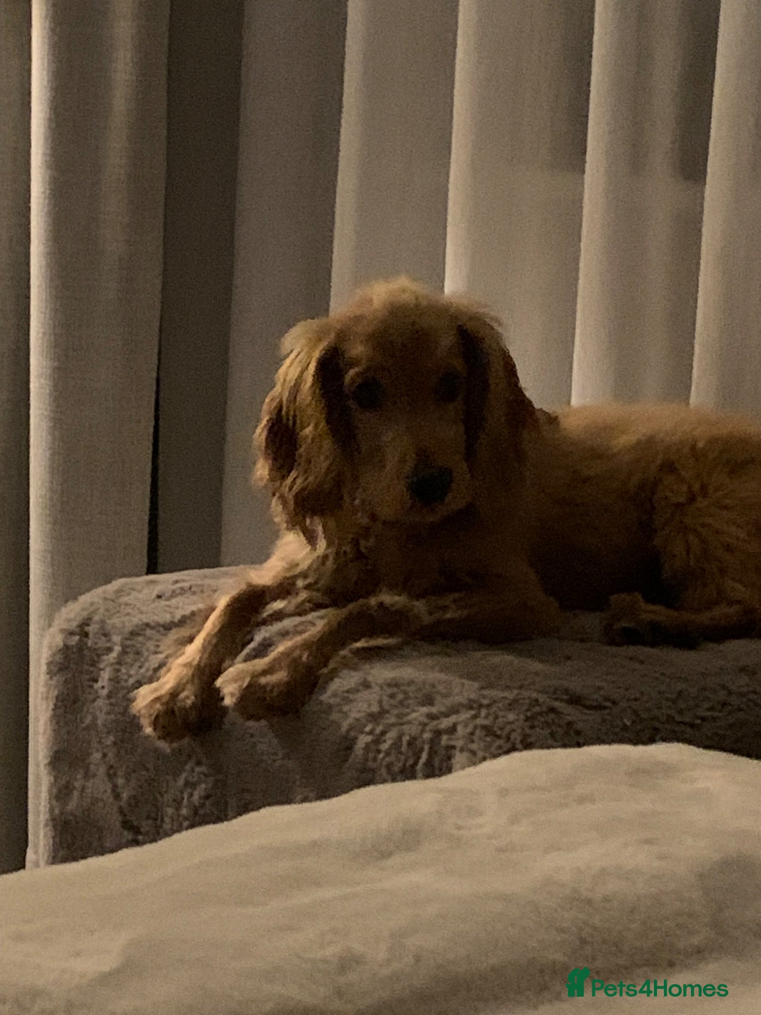 Cocker Spaniel dogs Ollie - Advert 1