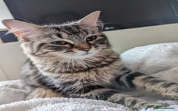 Maine Coon cats for sale: Beautiful maneicoon x siberian Kittens - Image 8