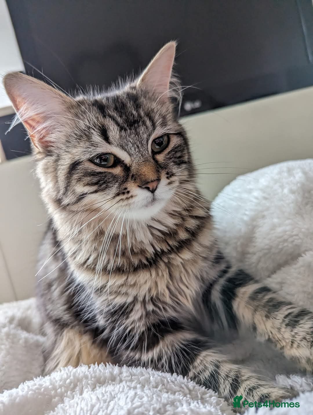 Maine Coon cats for sale: Beautiful maneicoon x siberian Kittens - Image 8