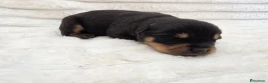 Rottweiler 5