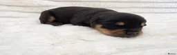 Rottweiler dogs for sale: Healthy & Chunky Family Raised Rottweiler Puppies - Advert 25