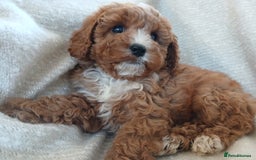 Cavapoo dogs for sale: Red F1 cavapoos Suoerb with full DNA tests - Image 7