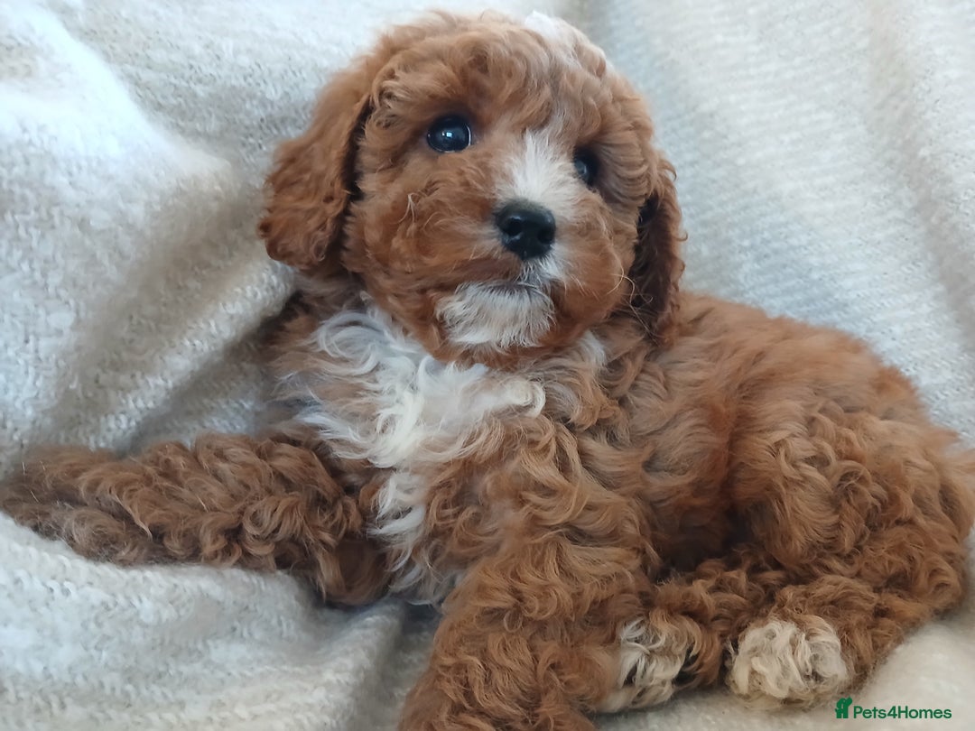 Cavapoo dogs for sale: Red F1 cavapoos Suoerb with full DNA tests - Image 7