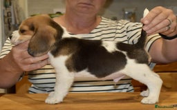 Beagle dogs for sale: Beautiful Beagle Puppies - Image 8