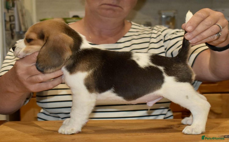 Beagle dogs - Advert 1