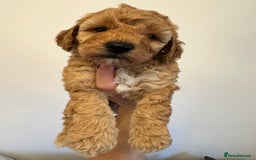 Cockapoo dogs for sale: Cockerpoo - Advert 11