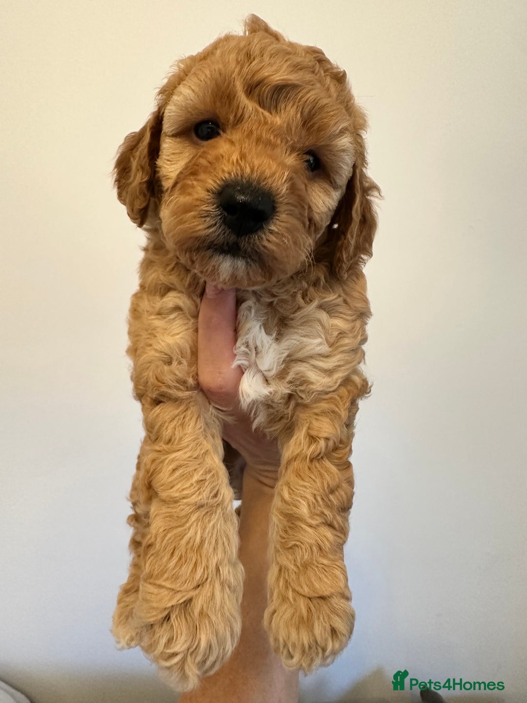 Cockapoo dogs for sale: Cockerpoo - Advert 11