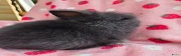 Lionhead rabbits for sale: Fluffy Teddy lion head x Angora ☆8weeks ready now - Advert 10