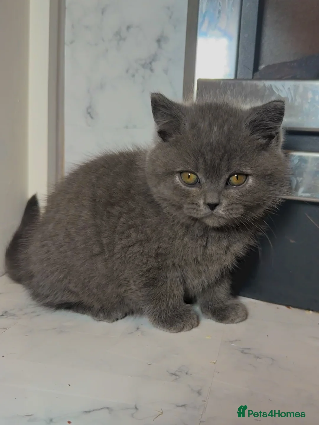 British Shorthair cats for sale: Cinnamon carrier kittens  - Advert 6