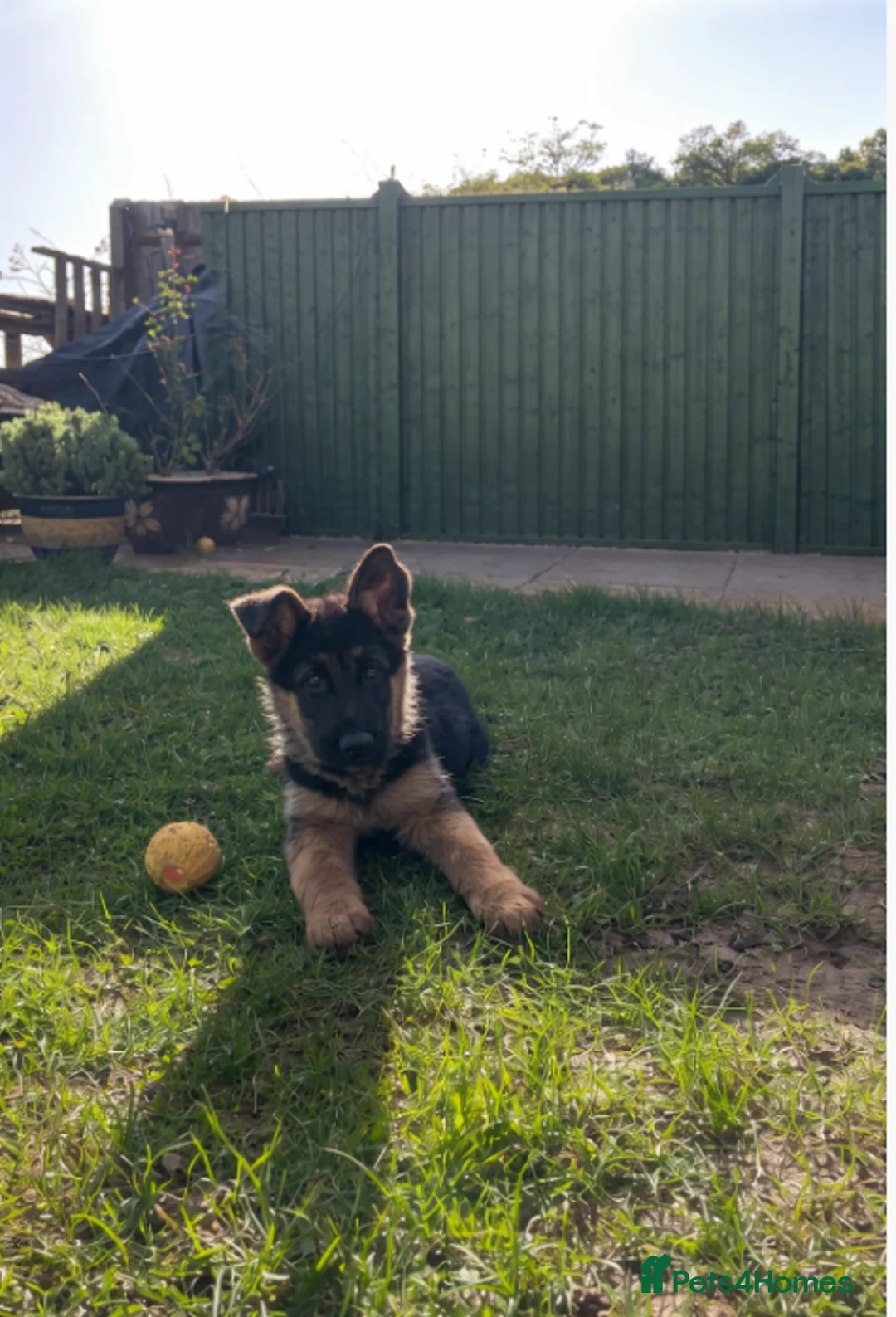 German Shepherd dogs for sale: KC Registered German Shepherd Puppy Health Tested - Advert 1