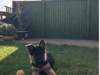 German Shepherd dogs KC Registered German Shepherd Puppy Health Tested - Advert 1