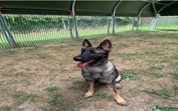 German Shepherd dogs for sale: Rehoming - German shepherd  - Image 3