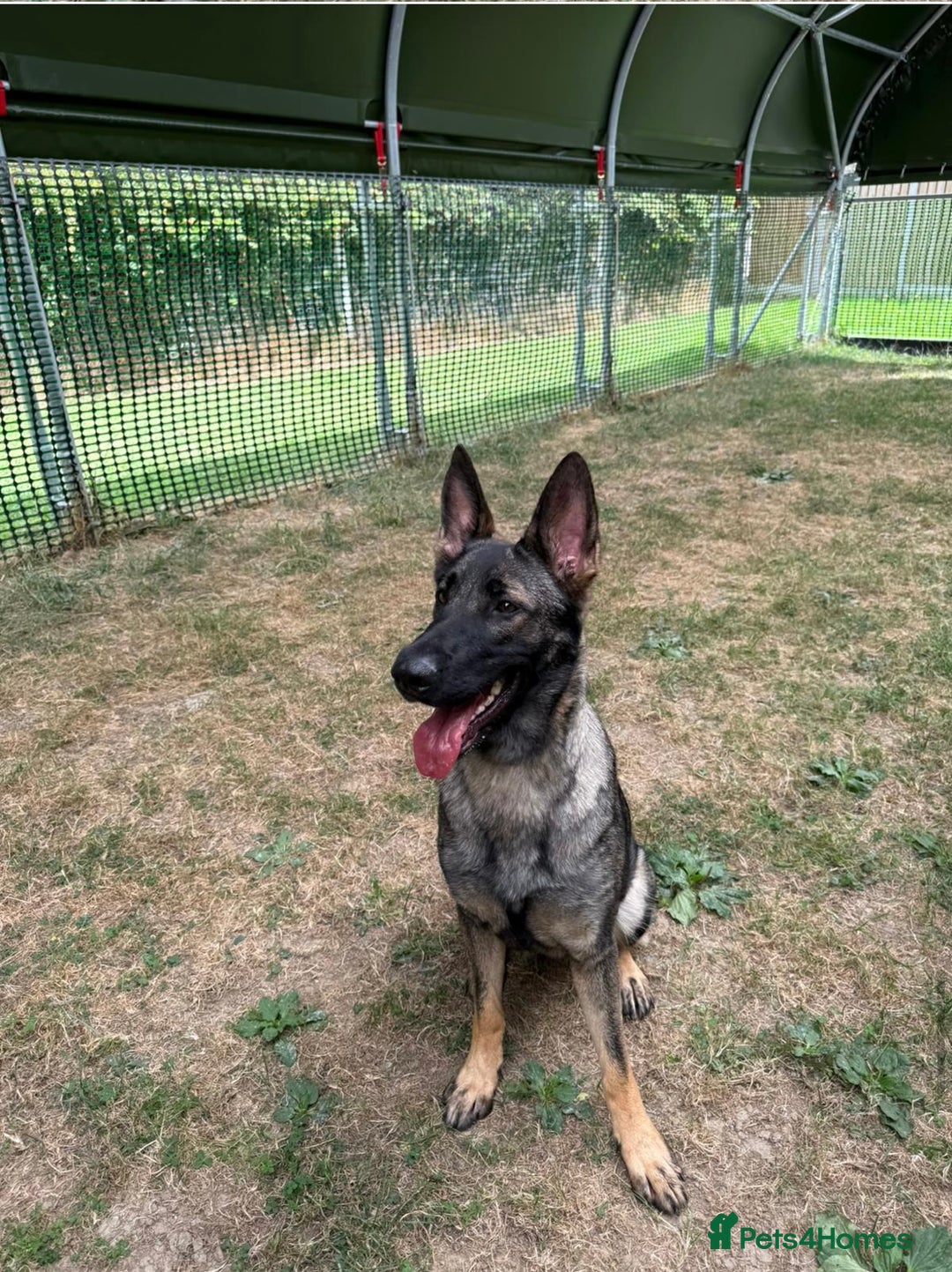 German Shepherd dogs for sale: Rehoming - German shepherd  - Image 3