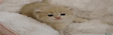 British Shorthair Kitten 2