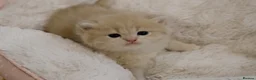 British Shorthair cats for sale: Stunning BSH golden kittens TICA  - Advert 3
