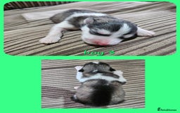 Alaskan Malamute dogs for sale: Alaskan Malamute puppies  - Advert 28
