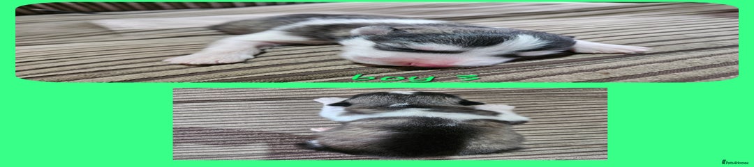 Alaskan Malamute Puppy 3