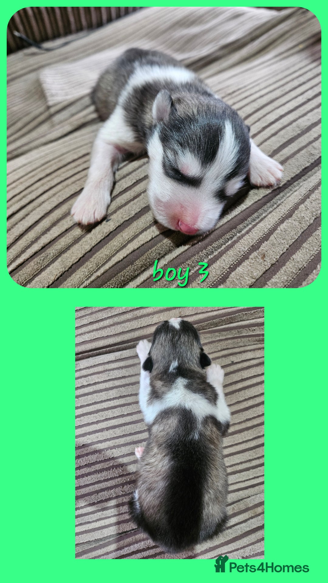 Alaskan Malamute dogs for sale: Alaskan Malamute puppies  - Advert 28