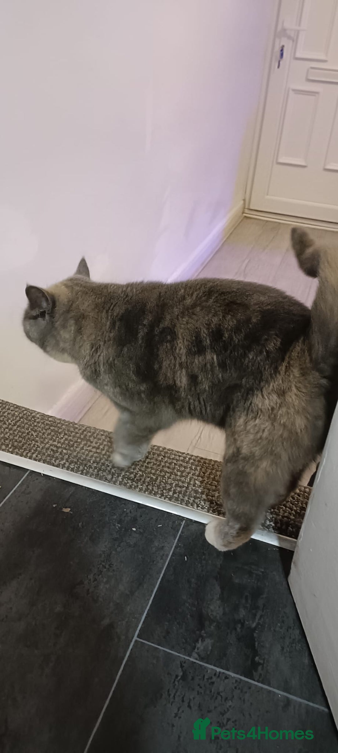 Persian cats for sale: Persian blue - Advert 11