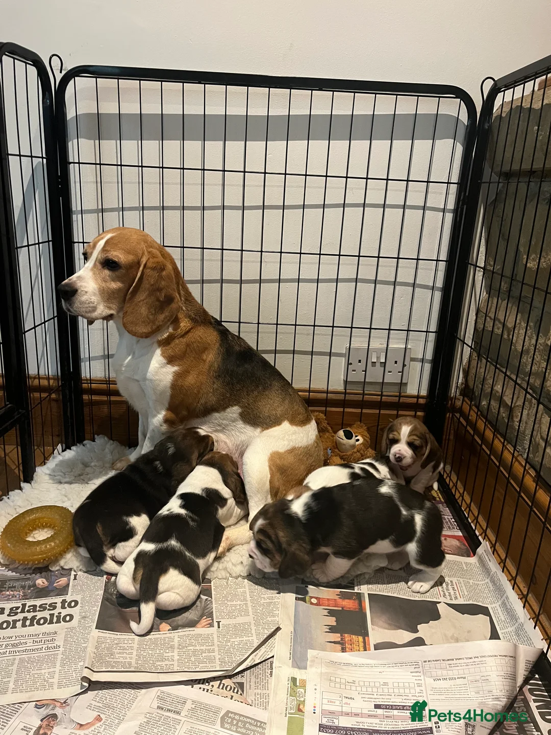 Beagle dogs for sale: Absolutely Stunning Puppies (KC reg) - Advert 13