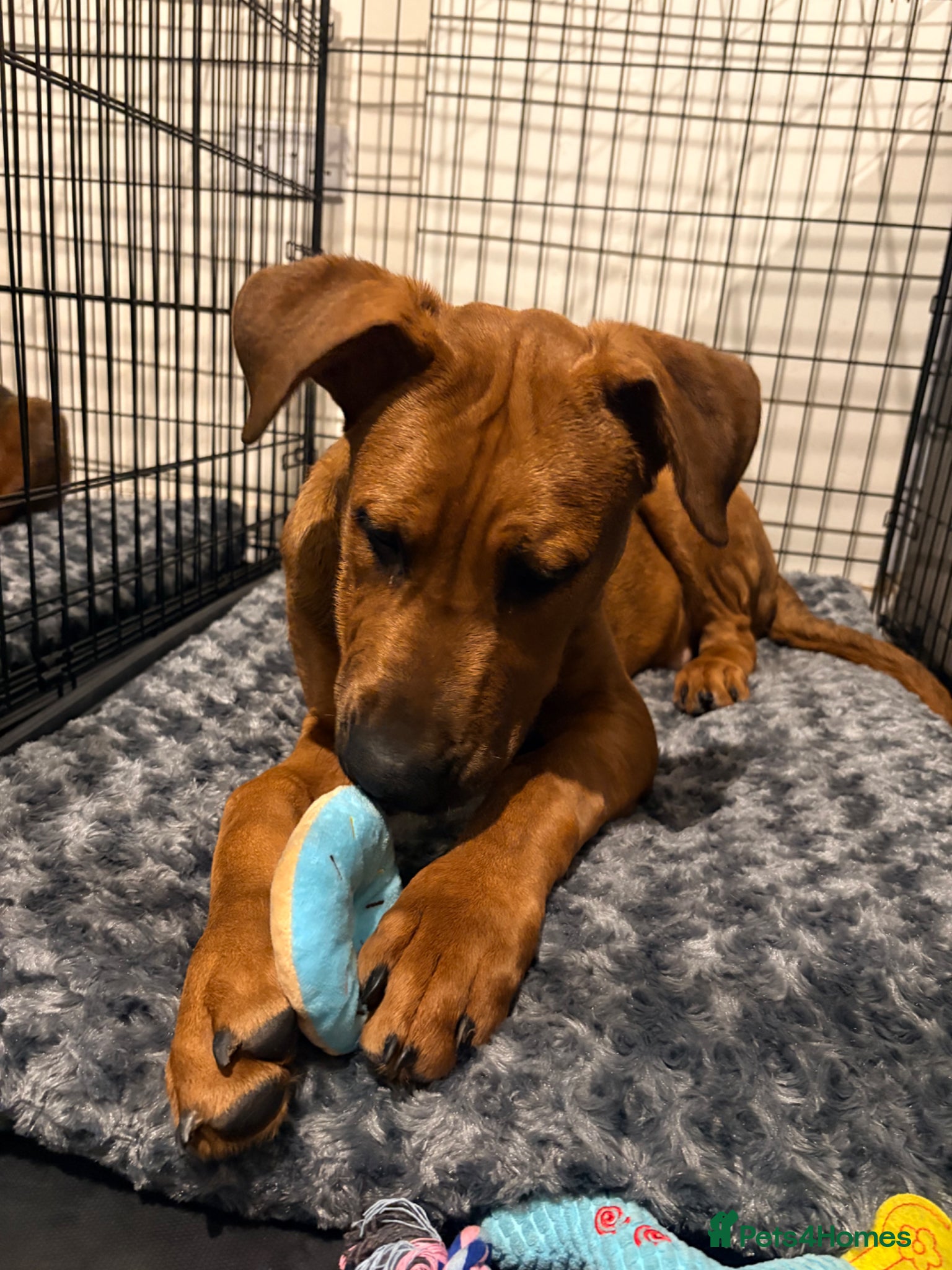 Mixed Breed dogs for sale: Creed & Kane  - Advert 3