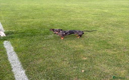 Dachshund dogs for sale: 22 month old Dapple Dachshund  - Image 2