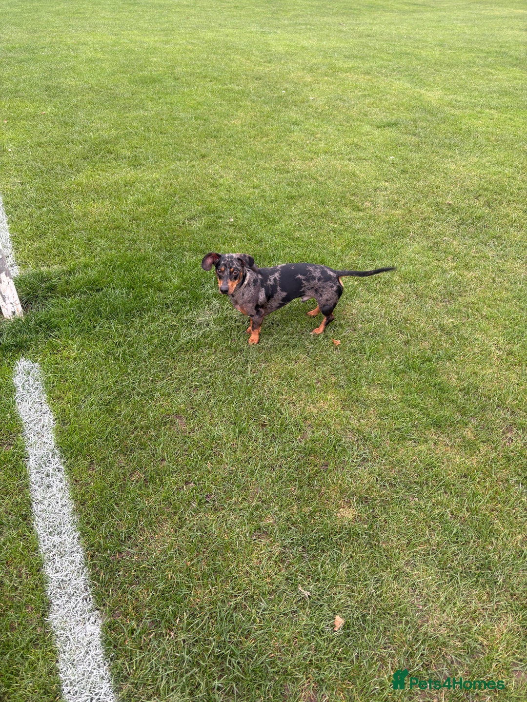 Dachshund dogs for sale: 22 month old Dapple Dachshund  - Image 2