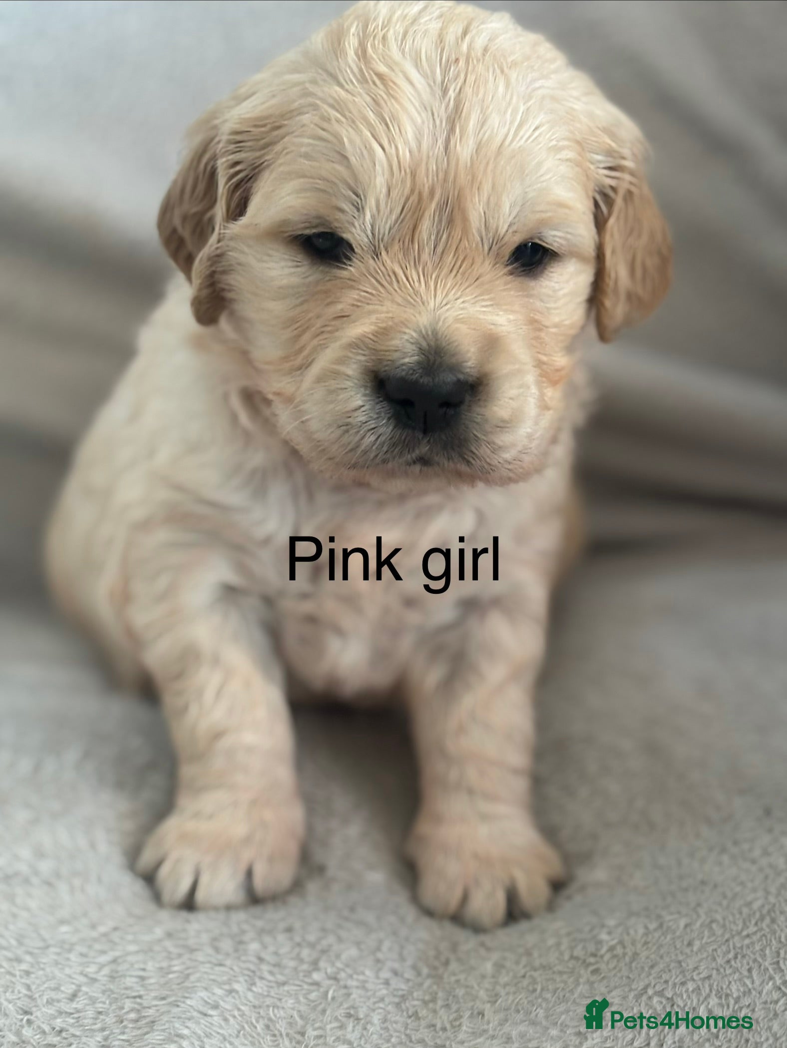 Golden Retriever dogs KC Registered Golden Retriever Puppies  - Advert 2