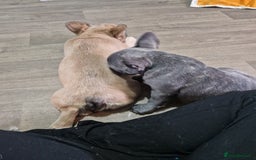 French Bulldog dogs for sale: Beautiful brindle french-bulldog girl left!  - Image 25