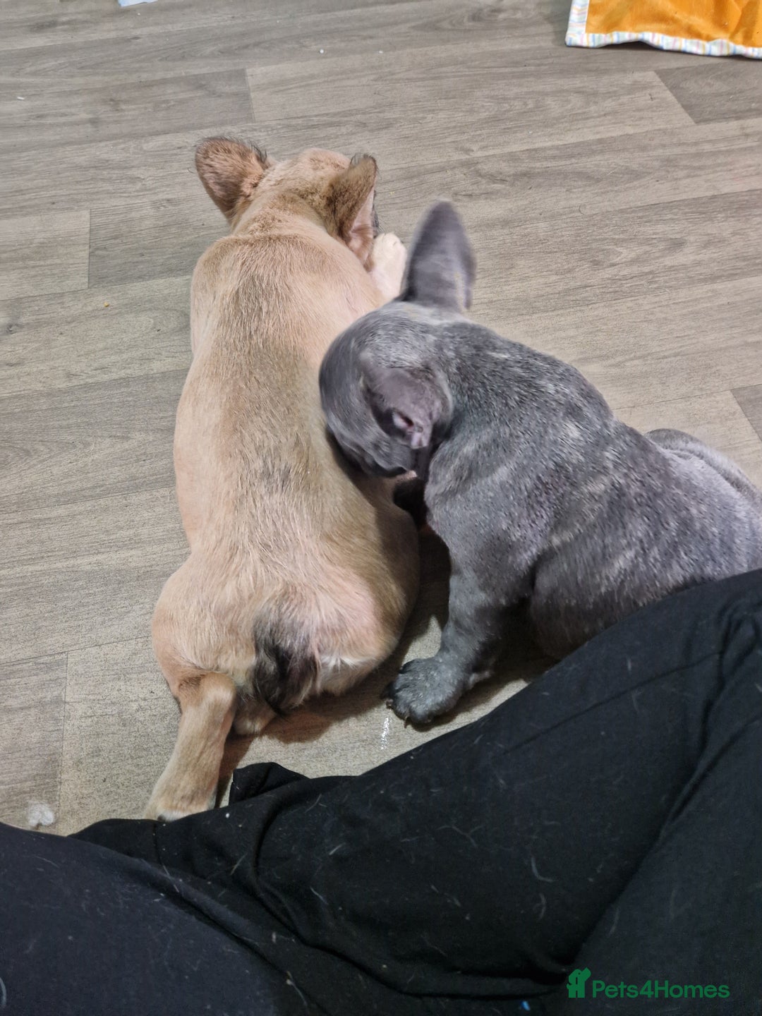French Bulldog dogs for sale: Beautiful brindle french-bulldog girl left!  - Image 25