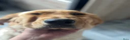 Golden Retriever dogs for sale: Golden Retriever Looking for a Loving Home 🐾 - Advert 4