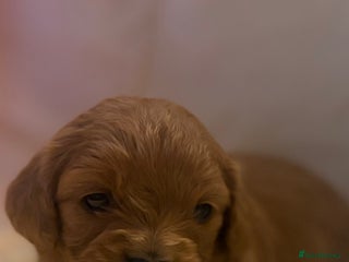 Cavapoo dogs F1 Toy Cavapoo Puppy’s! - Advert 1