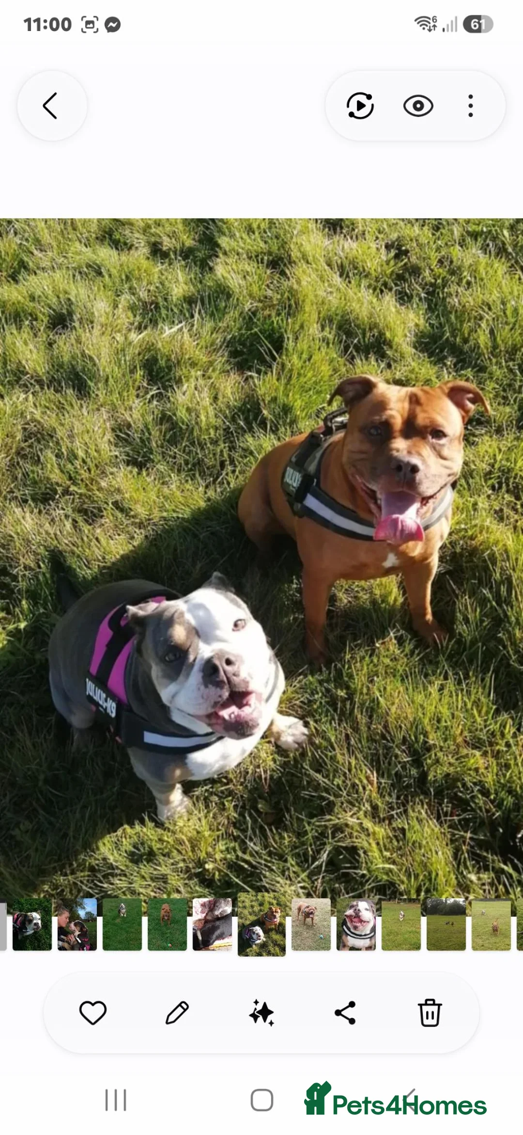 Mixed Breed dogs for sale: Beautiful boy needing a new home in Woodbridge - Advert 11