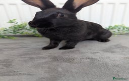 English Spot rabbits for sale: Old English spots ready to go to their new homes  - Image 7
