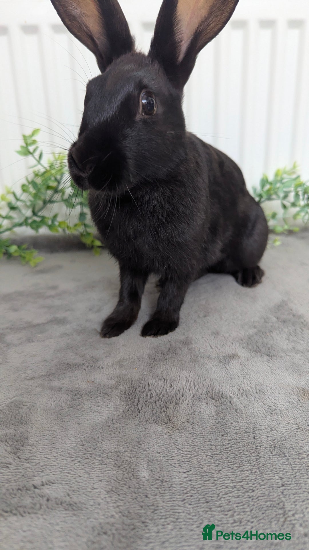 English Spot rabbits for sale: Old English spots ready to go to their new homes  - Image 7