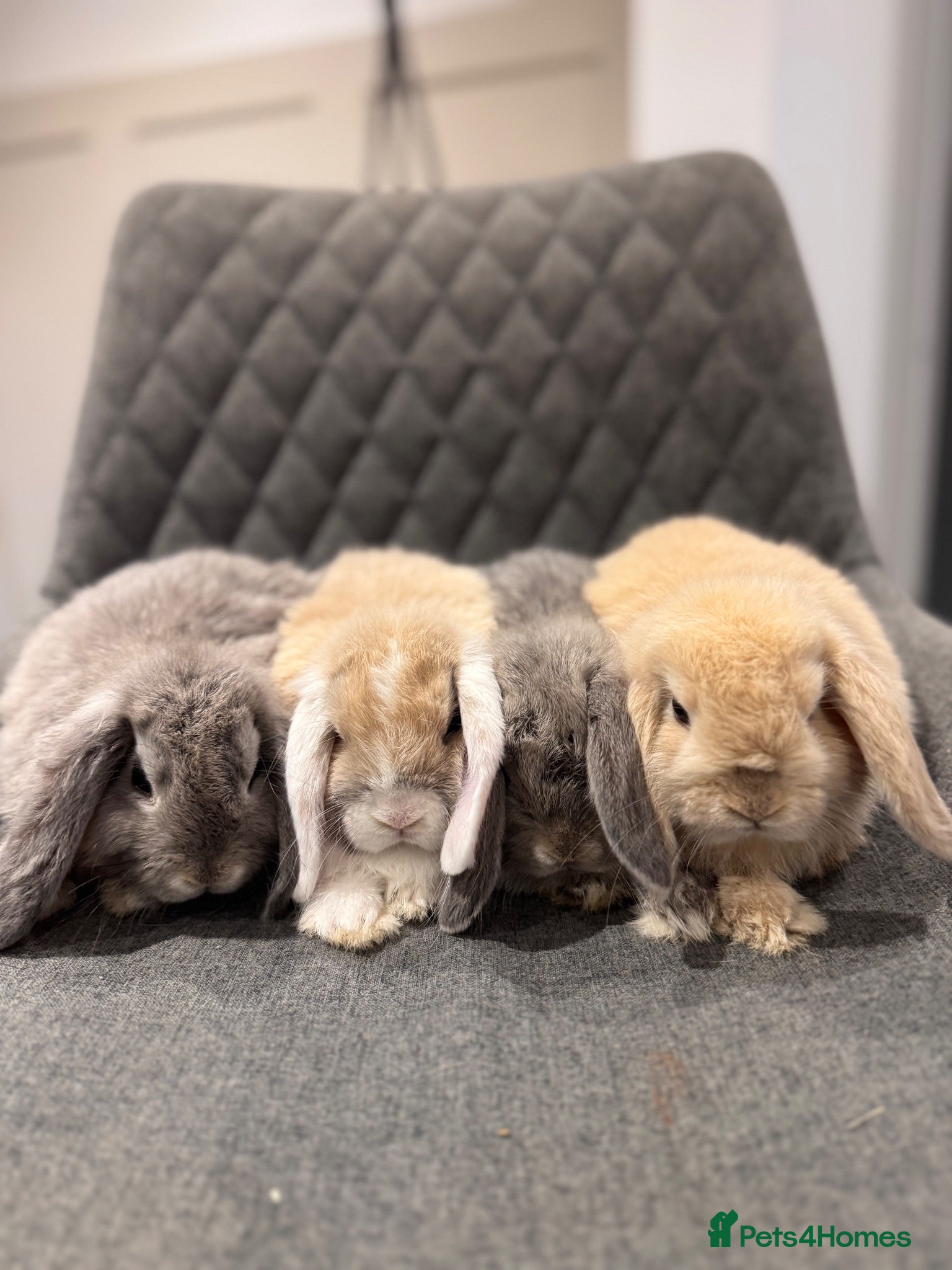 Mini Lop rabbits Pure bred Mini Lop Bunnies  - Advert 1