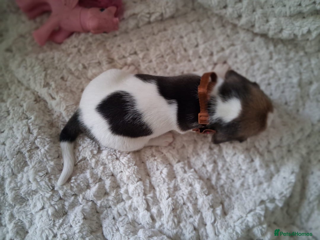 Beagle dogs for sale: KC Registered beagle puppies - Image 27